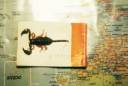euscorpius_italicus1.jpg