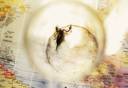euscorpius_italicus2.jpg