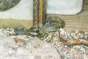 repas_lezard2.jpg