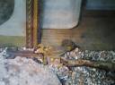 repas_lezard4.jpg